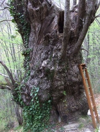 Castagno Carpasio