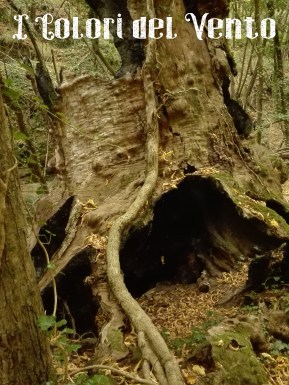 castagno cavo Carpasio