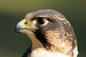 falco pellegrino