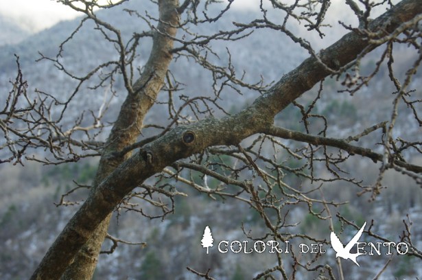 albero