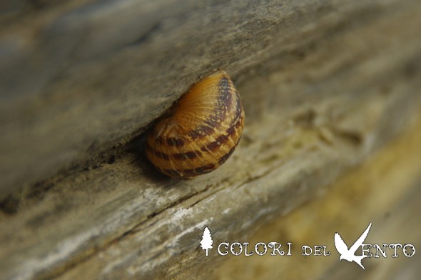 lumaca lentezza