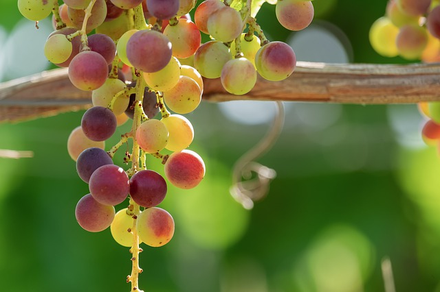 La Vite, l’uva, il vino e il ciclo di vita – morte –&nbsp;rinascita