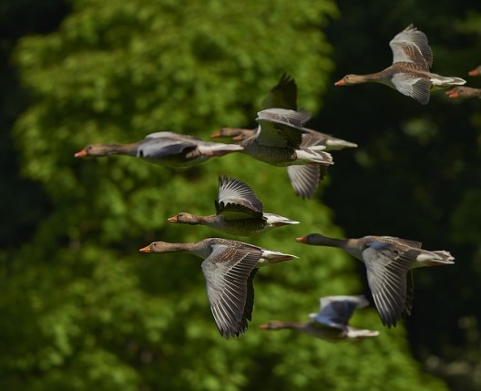 oche in volo