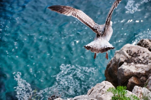 volare