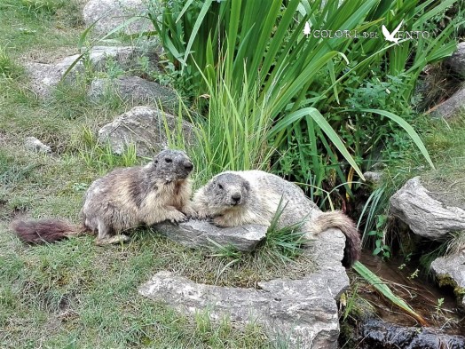 marmotte