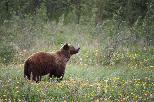 orso primavera