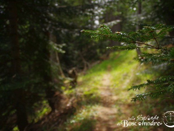 Rispettare le ombre del&nbsp;bosco